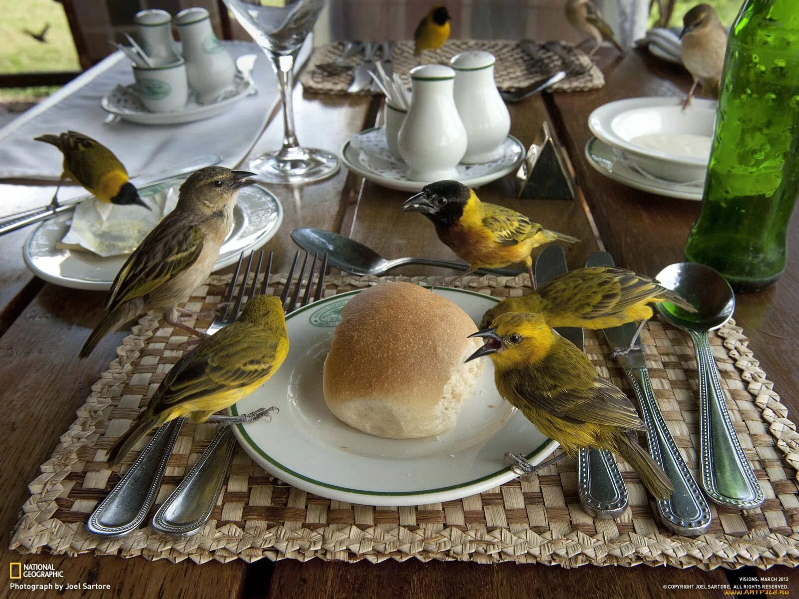 Птичий обед