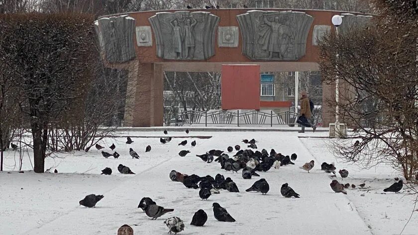 Погода хвойный амурская. Вороны в Благовещенске Амурской. Пгт Прогресс Амурская область. Амурская область зима. Благовещенский район.