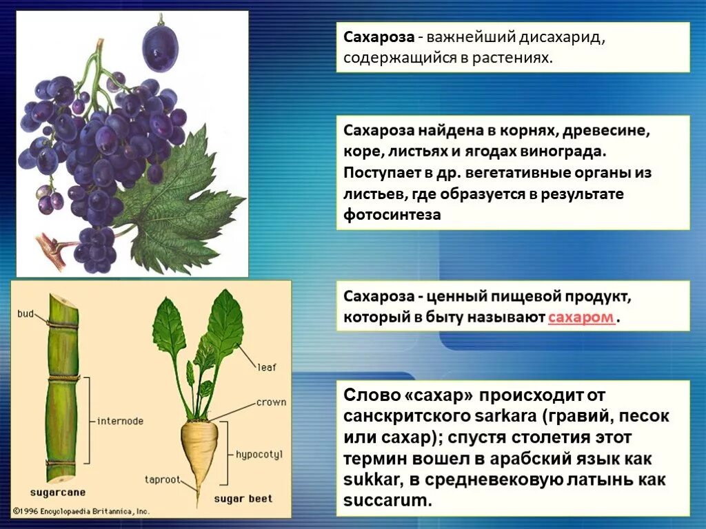 В каких растениях содержится сахароза. Сахароза в растениях. растения сахары. что содержится в растениях. где содержится сахар в природе.
