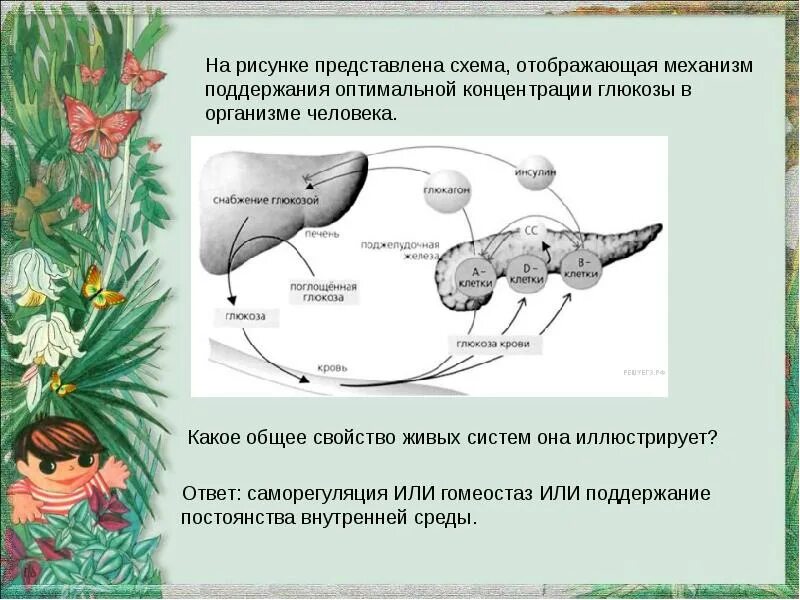 Какое свойство живых систем изображено на рисунке. Механизм поддержания концентрации Глюкозы в организме человека. На рисунке представлена схема поддержания. На схеме представлен механизм поддержания концентрации Глюкозы. Какое общее свойство живых систем она иллюстрирует?.
