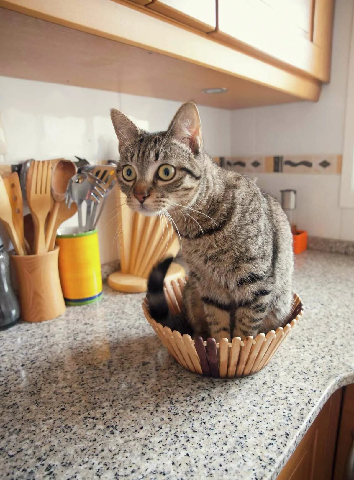 Cats kitchen. Коты на кухне. Кот на кухонном столе. Кошачья кухня. Кошки хозяйничают на кухне.