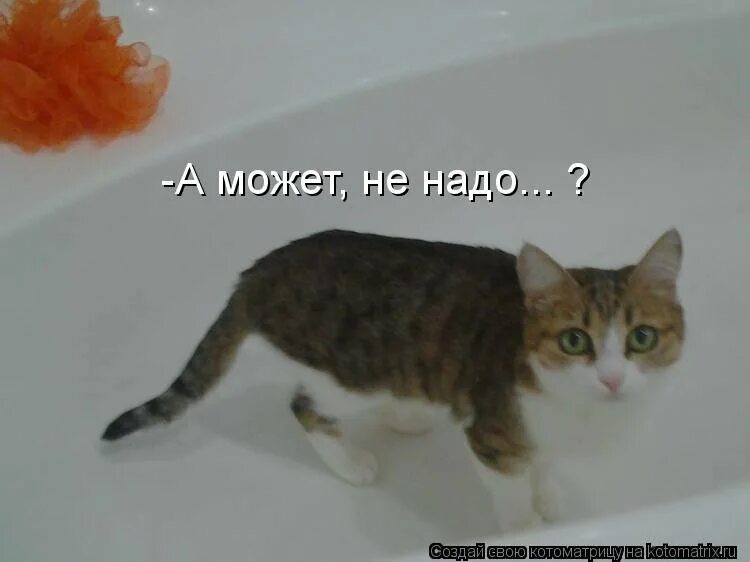 Мемы про изо. Котик не надо пожалуйста. Мем пожалуйста не надо. Надо надо мем. Хватить издевпется надо мной.