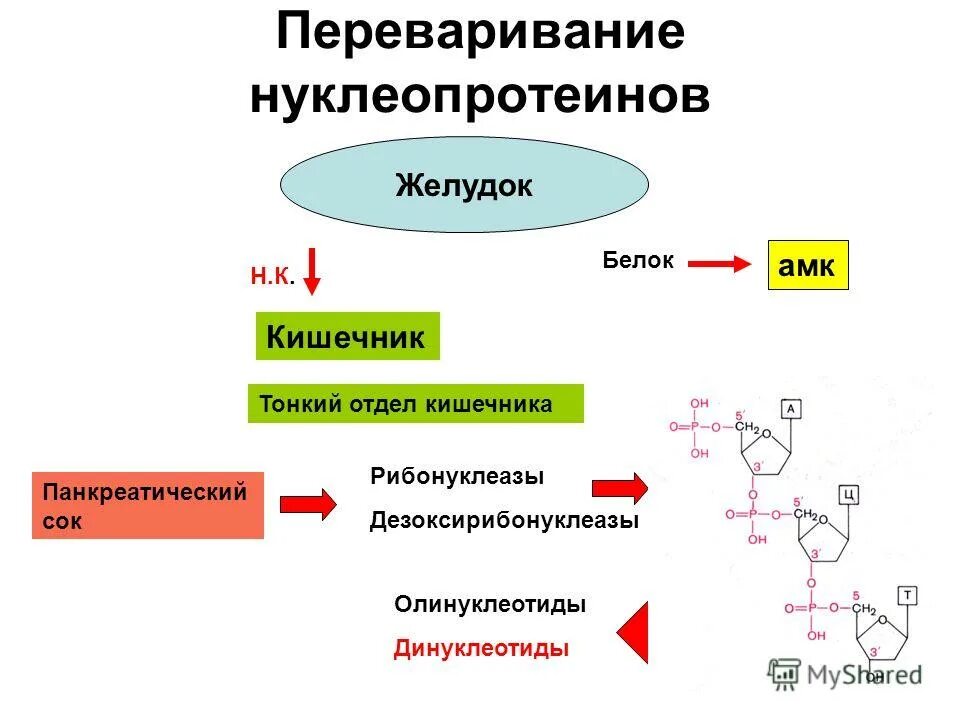 Переваривание нуклеопротеинов и нуклеиновых кислот в жкт