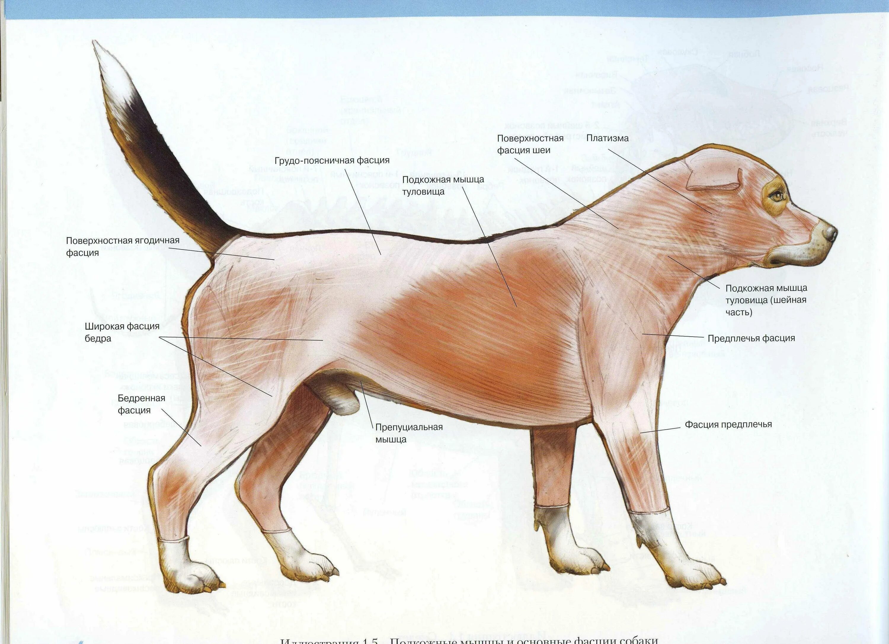 Мускулатура млекопитающих. Подвздошная область у собаки. Поверхностная мускулатура собаки. Паховый канал у собак анатомия. Грудопоясничная фасция у собаки.