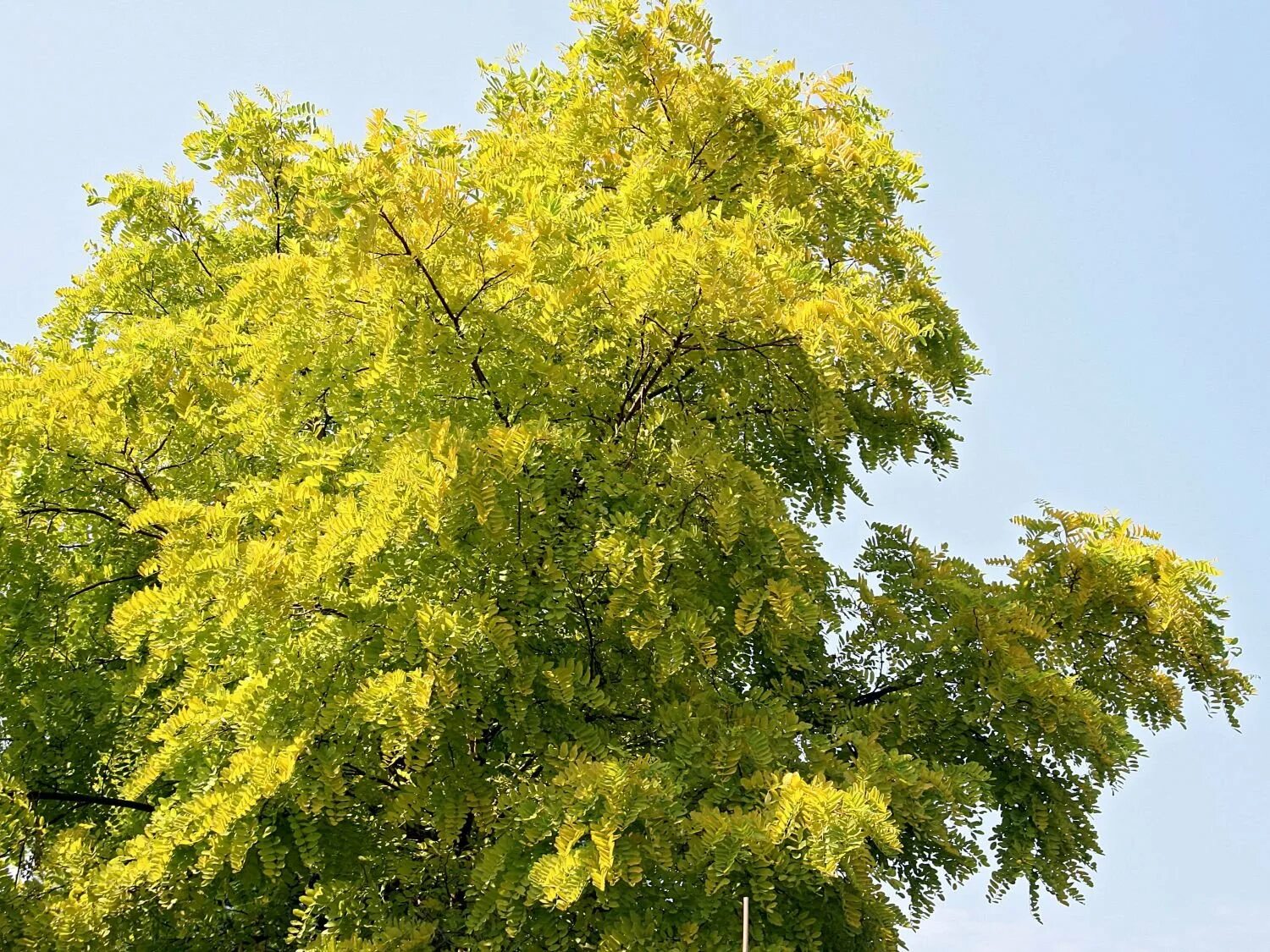 Золотистой род. Акация (Robinia pseudoacacia). Робиния Frisia. Robinia pseudoacacia Frisia. Лжеакация Робиния Фрисиа.