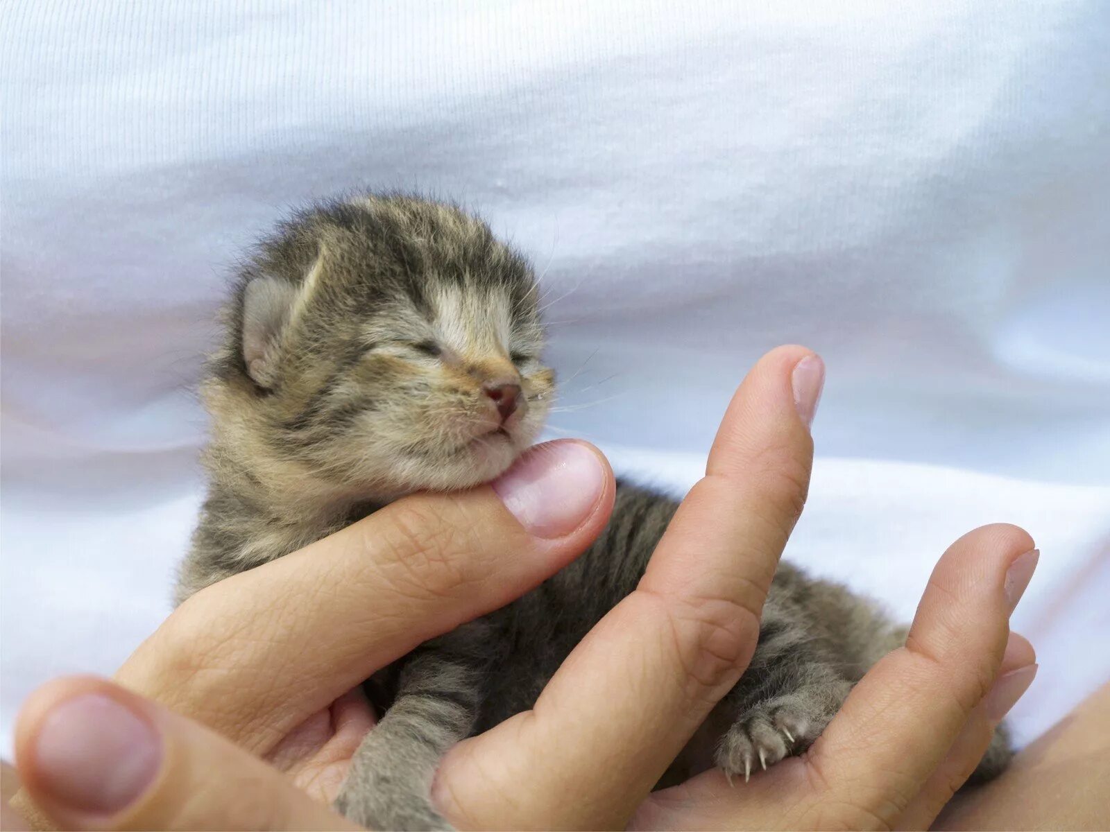 Маленьких котят побыстрее. Новорожденные котята Шотландские вислоухие. Новорожденный котенок. Маленькие Слепые котята. Маленький котенок.