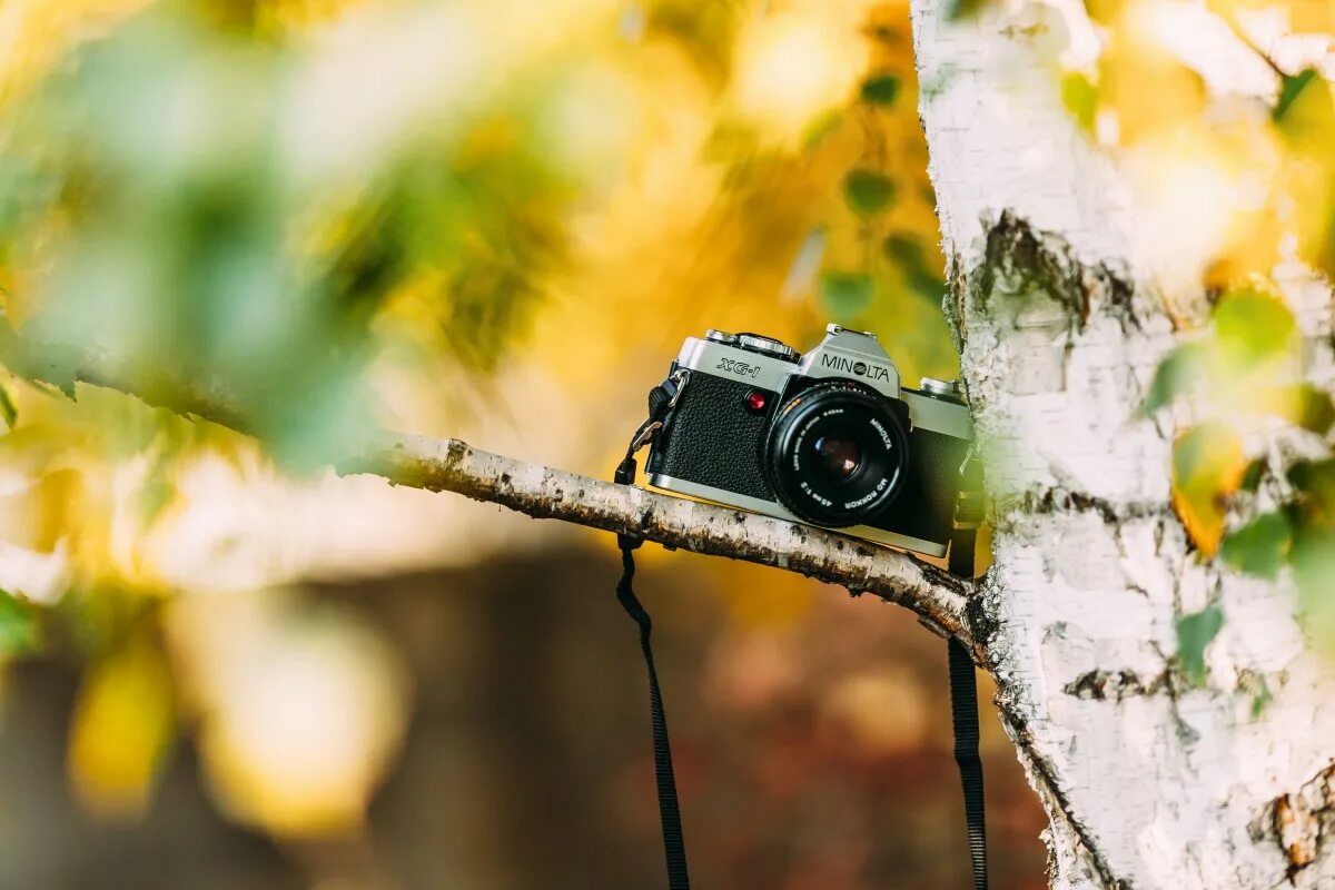Благодать камера. Фотоаппарат. Фотоаппарат на природе. Красивый фотоаппарат. Фотокамера в лесу.