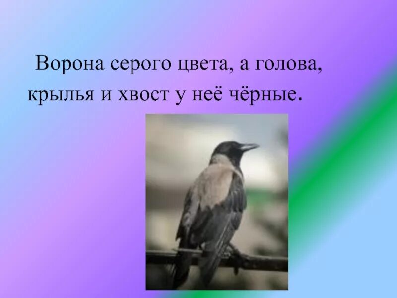 Ворона серого цвета. Ворон серый окраска. Серая ворона окраска головы. Прилагательные к ворону. Подобрать слово ворона