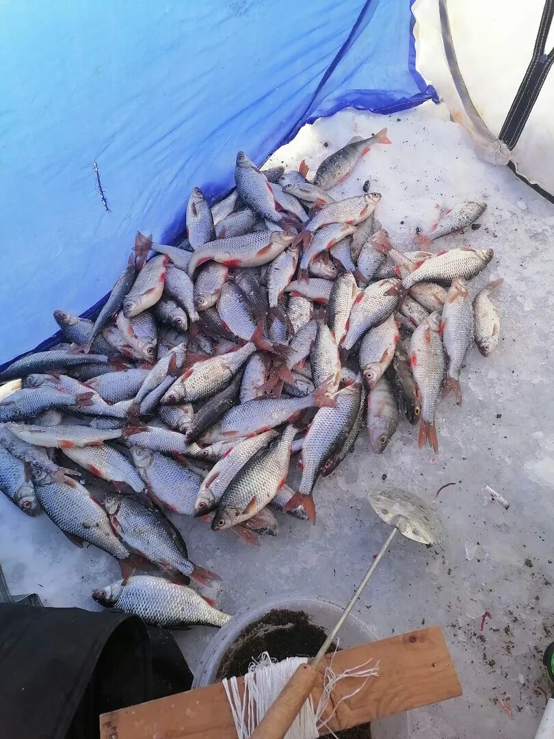 Рыбалка на Чудском озере Спицыно. Рыба Чудского озера. Зимняя рыбалка на Чудском озере. Псковско-Чудское озеро рыбалка.
