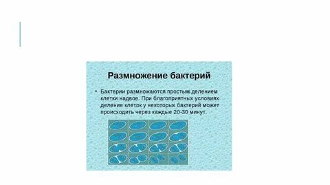 Как размножаются бактерии при благоприятных