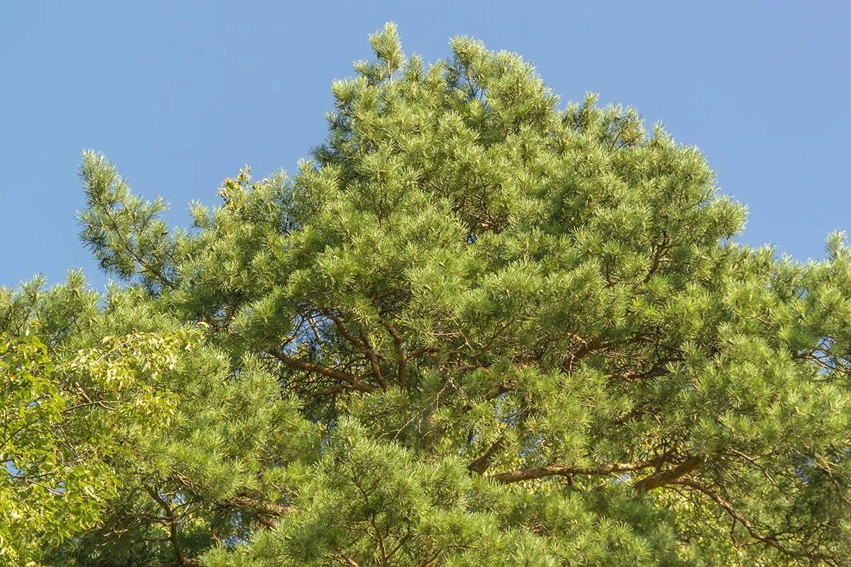 Кедр крупномер. Сосна сибирская и сосна кедровая. Сосна pinus armandii. Кедр сибирский саженцы. Невысокие сосны для участка.