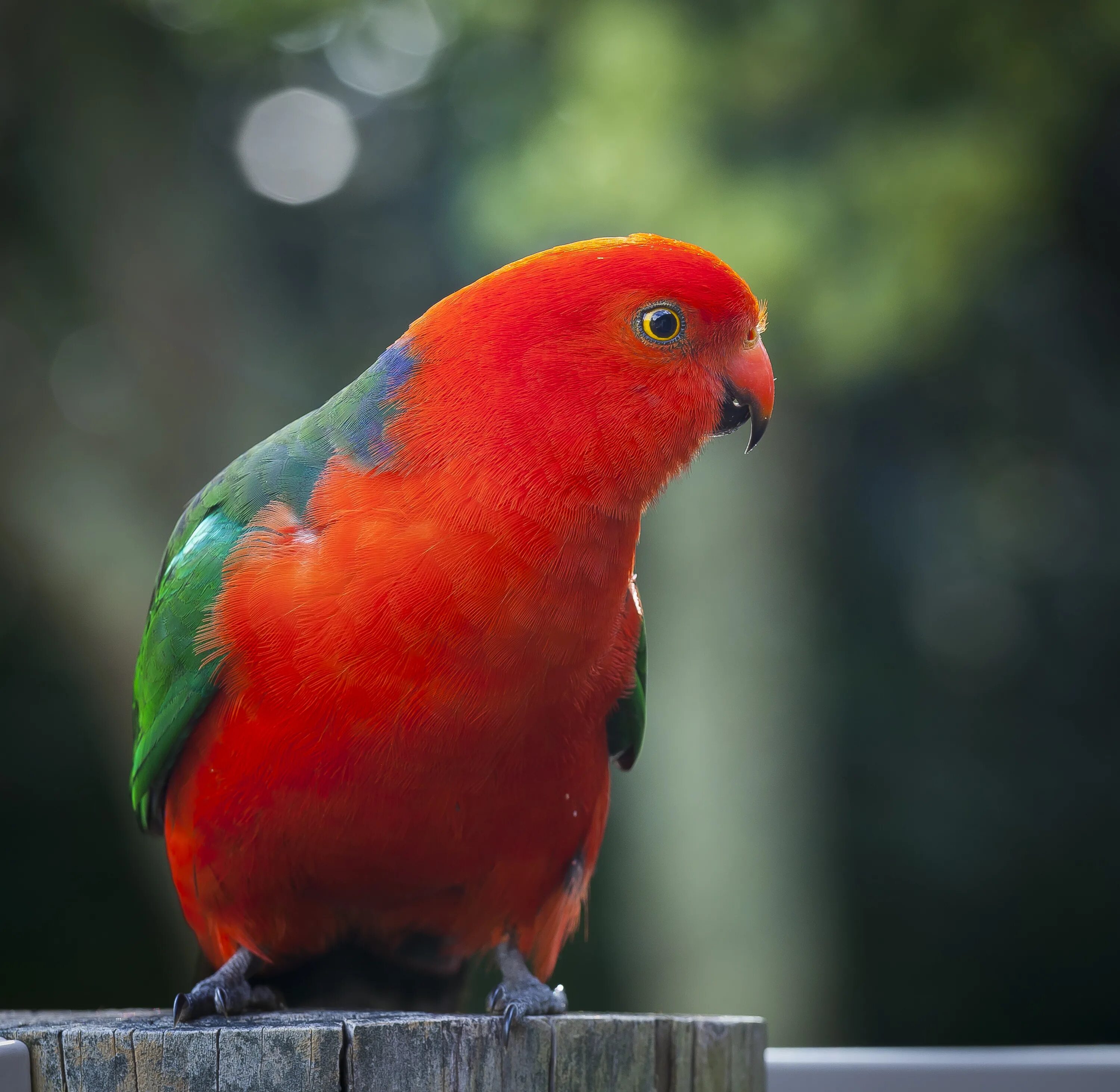 Red parrot