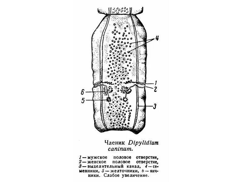 Dipylidium caninum. Тыквовидный цепень строение. Строение тыквовидного цепня. Тыквовидный цепень гермафродитный членик. Гермафродитный членик Dipylidium caninum.