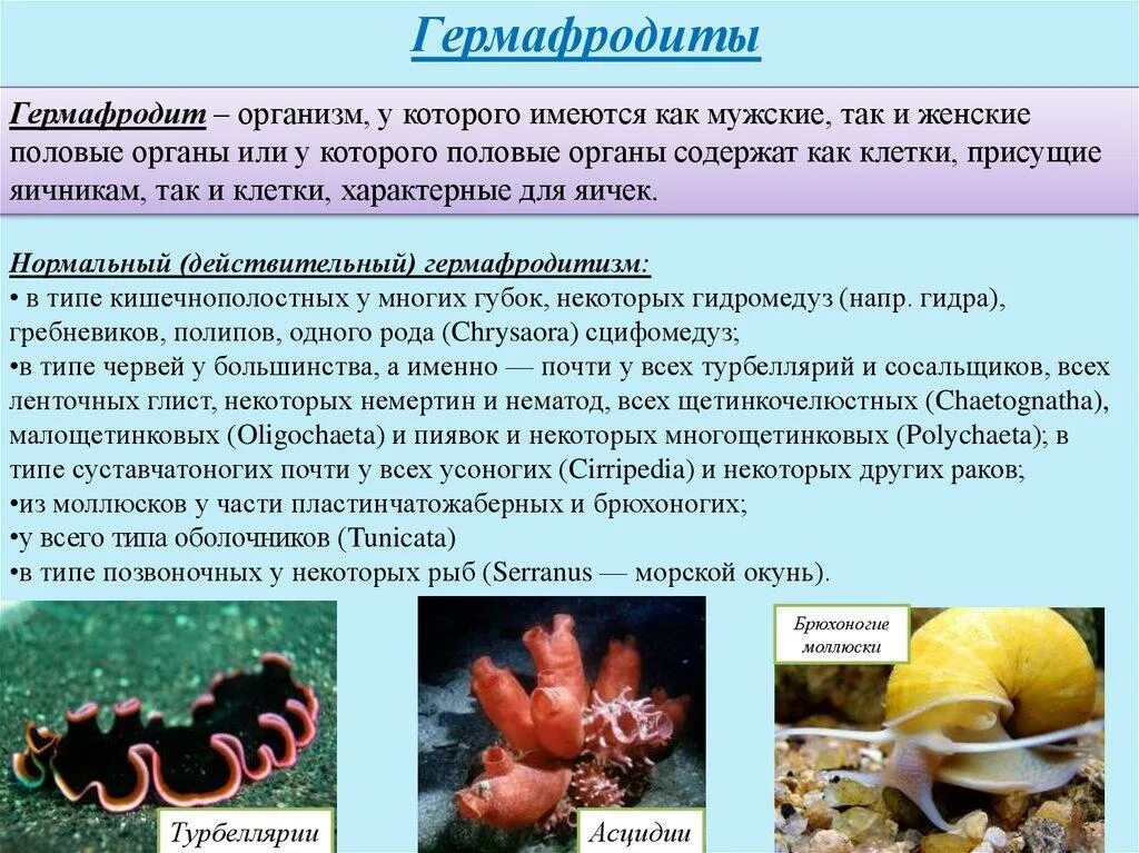 Гермафродиты особенности