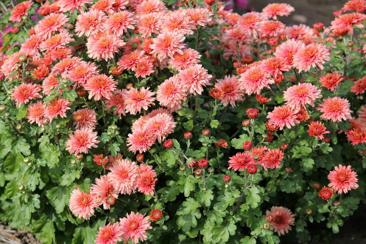 Хризантема холидей пурпл. Хризантема корейская мишель. Хризантема анабелла. Хризантема девичья сноу. Хризантема hanenburg red.