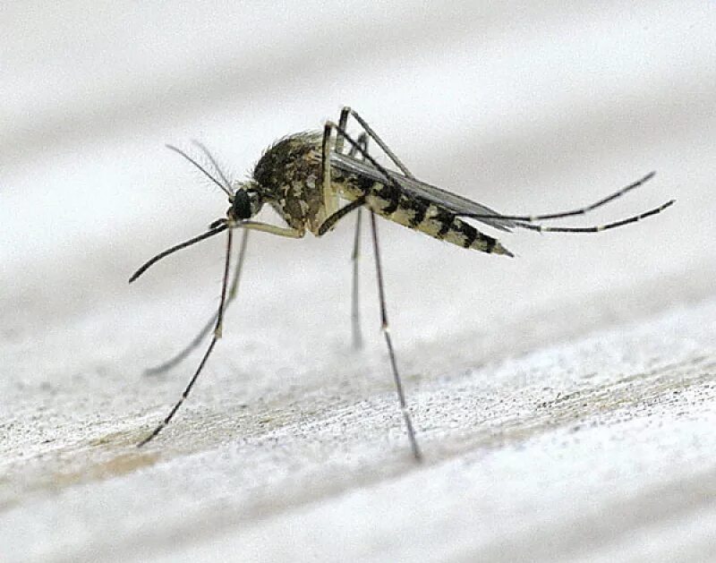 Комары мокрецы. Culicidae (кровососущие комары). комар подмосковный. москиты.