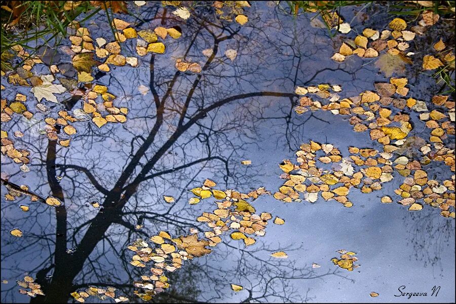Осень листья давно облетели. Осень дождь. Дерево с облетающей листвой. Деревья дождливой осенью. Облетевшие деревья.