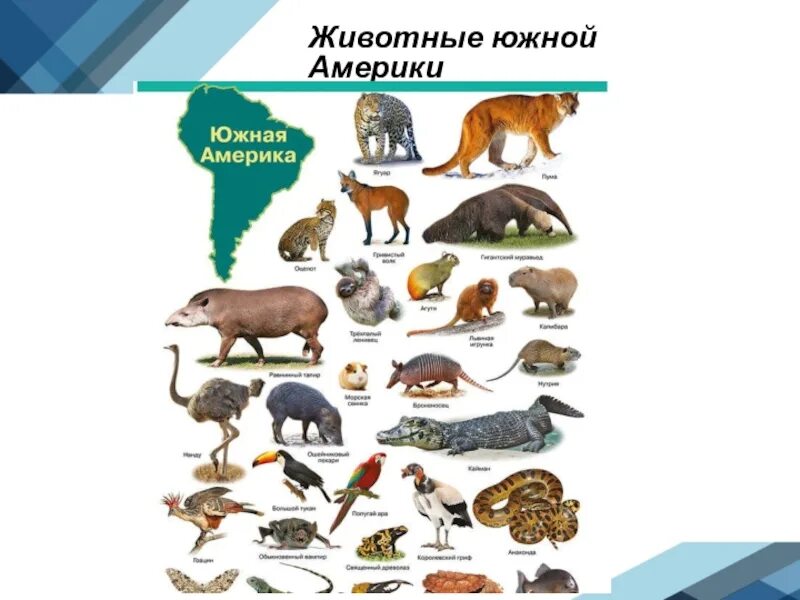 Впр животные северной америки. Животные которые живут только в Южной Америке. Животный мир Южной Америки для детей. Животные Северной Америки и Южной Америки.