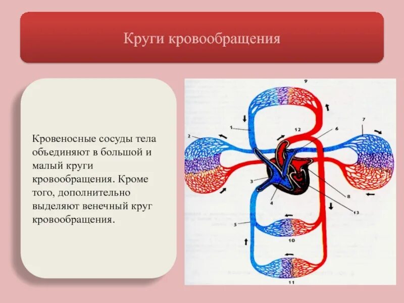 Большой малый и венечный круг кровообращения. Большой круг и малый круг кровообращения сосуды. Большой и малый круг кровообращения анатомия. Схема малого круга кровообращения анатомия.