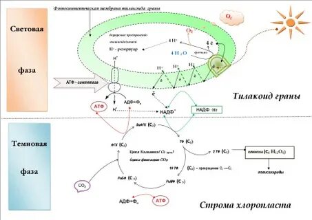 Тилакоиды световая фаза
