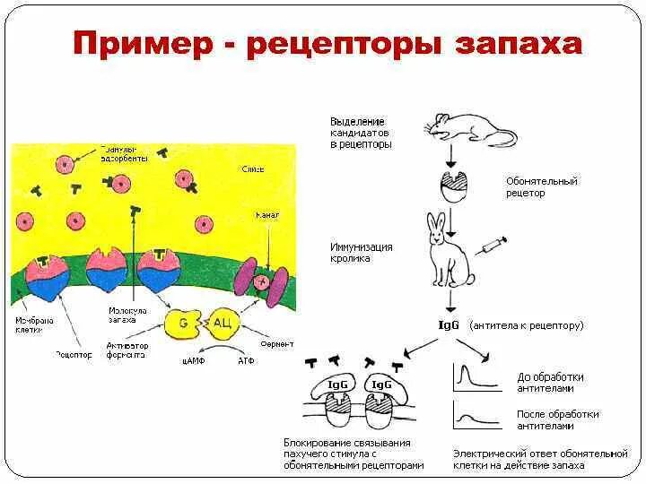 Рецептор обоняния схема. Рецепторы обоняния. Рецепторы обонятельного анализатора. Обонятельный анализатор рецептор обонятельный нерв. Рецепторы запаха.