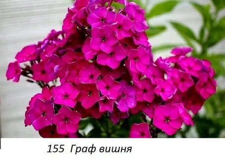 Описание сорта флокса