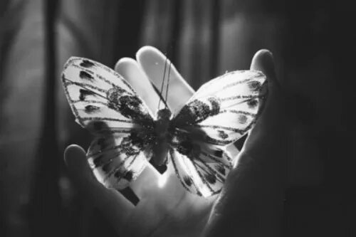 Love бабочки. Люблю тебя бабочка. Бабочки картинки. Изображение бабочки с любовью. Красивые бабочки.
