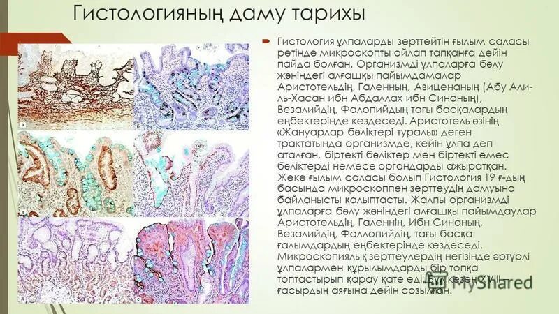 Гистология черт возьми фанфик. Гистология. Гистология цитология эмбриология. Гистология гистология. Общая гистология и эмбриология.