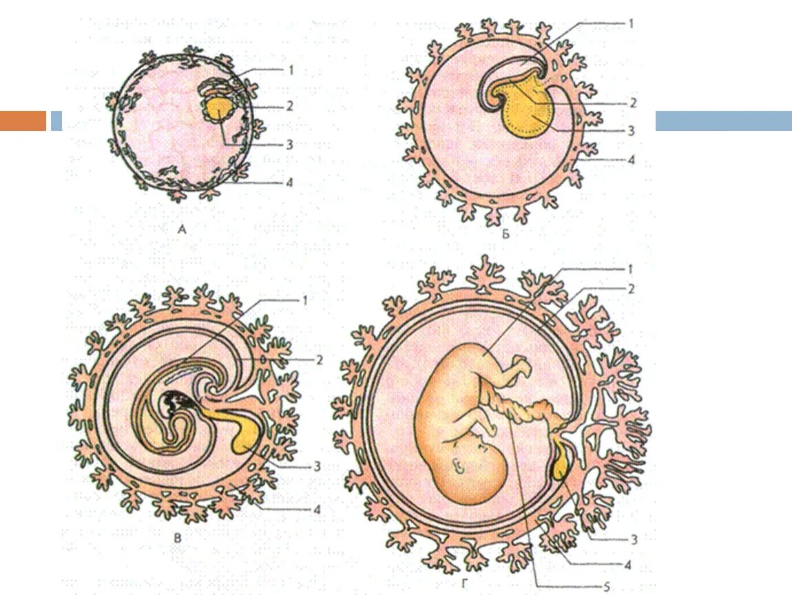 Формирование органов человека. Развитие эмбриона и зародышевых оболочек. Фетальный (плодный) период эмбрионального развития. Зародышевые оболочки плода человека. Зародыш схема хорион.