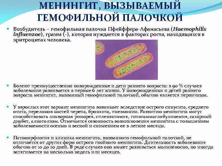 Haemophilus influenzae в носу. Гемофильная палочка Афанасьева Пфейффера. Палочка Афанасьева-Пфейффера менингит. Гемофильная палочка антибиотики. Гемофильная палочка вызывает.