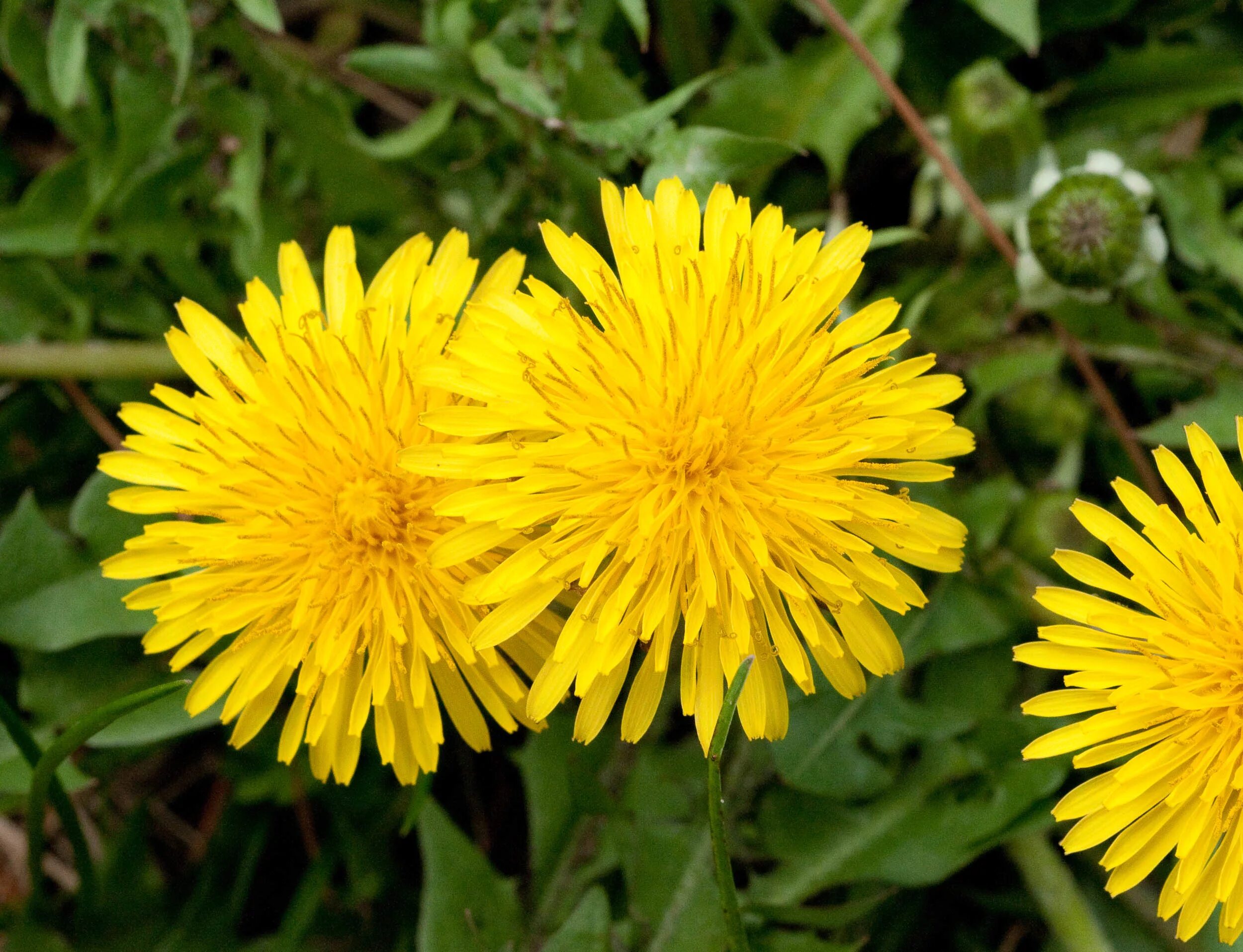 Одуванчик Taraxacum officinale. Taráxacum officinále - одуванчик обыкновенный[. Taraxacum officinale f.h.Wigg. – Одуванчик лекарственный. Кульбаба обыкновенная. Цветы одуванчика лечебные свойства и противопоказания