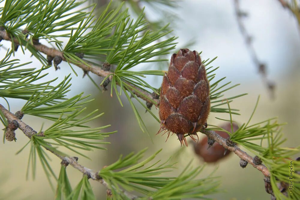 Лиственница Сибирская Larix sibirica. Лиственница Сибирская Larix sibirica шишки. Лиственница Гмелина Даурская. Лиственница Даурская хвоя.