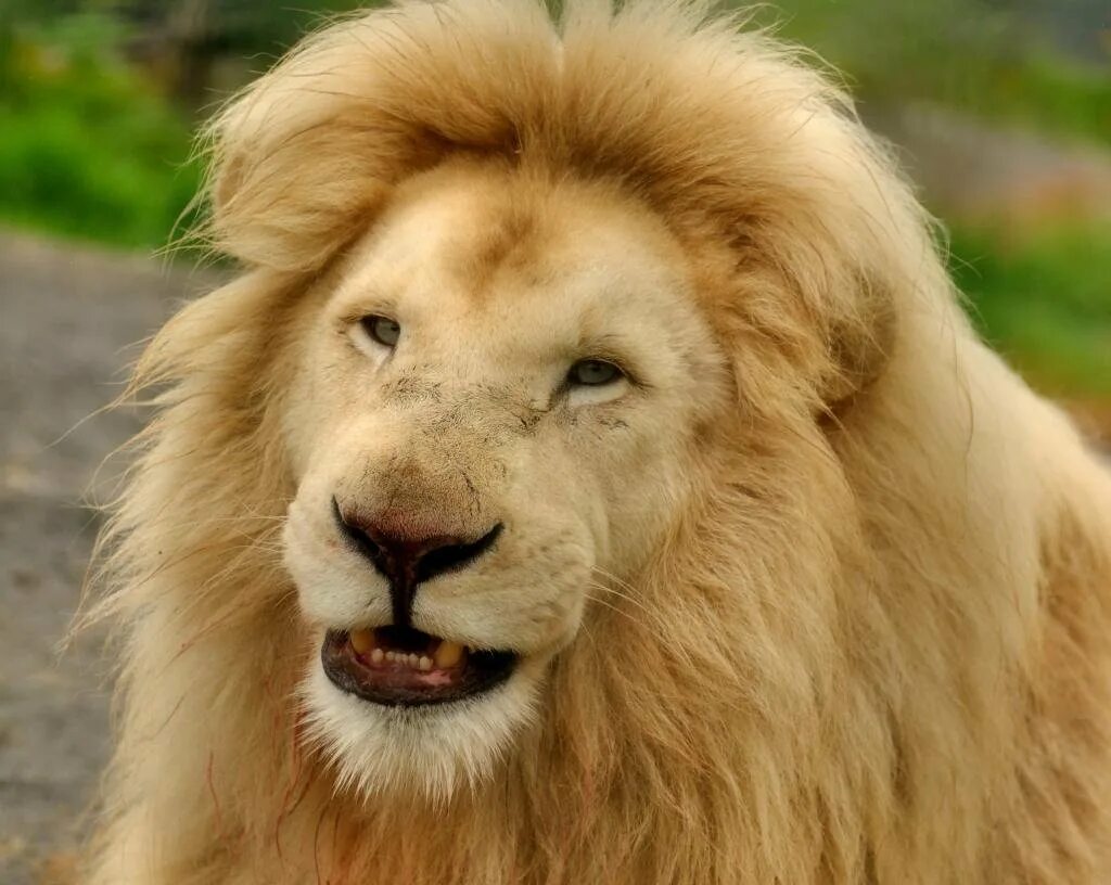Лев улыбается. Хитрый лев. Довольный лев. Добрый лев. Довольный лев.