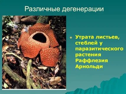 Общая дегенерация у растений