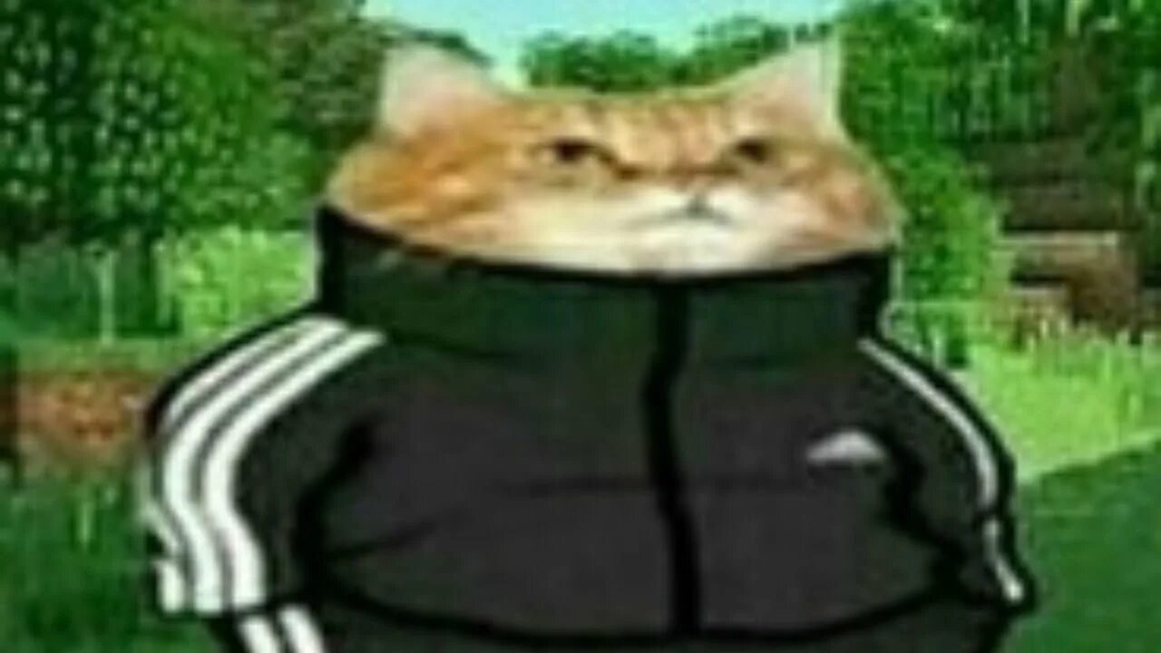 Ты че мышь. Кот в адидасе. ты че мышь мем. те че мышь хасбула.