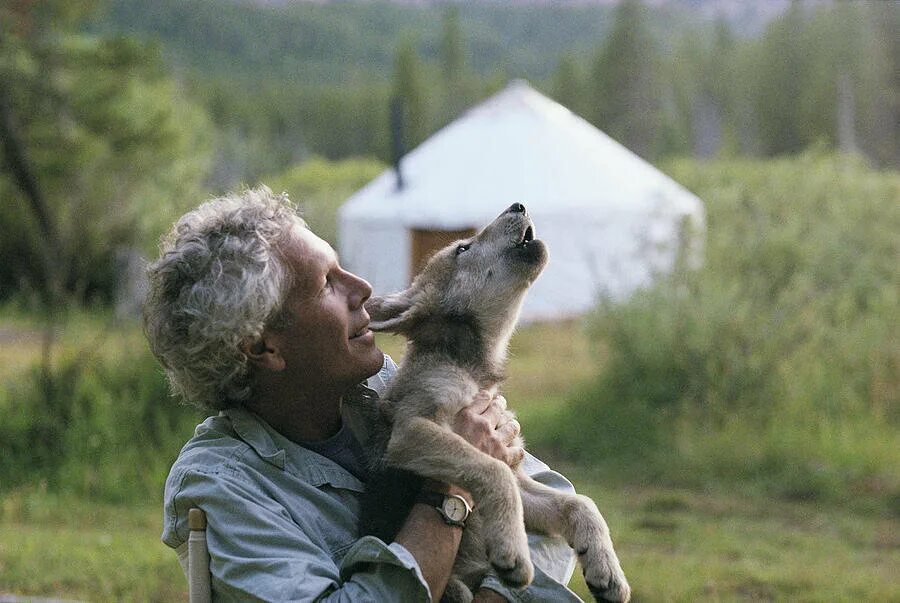 Человек среди животных. Jim dutcher волки. волк и человек дружба. люди и животные которые дружат.