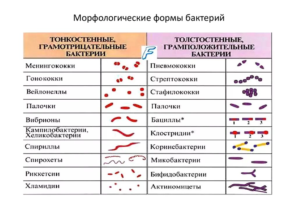 К какому типу относятся бактерии. Клостридии форма бактерии. основные группы бактерий по форме. классификация бактерий форма клеток. морфологические формы микроорганизмов бациллы.