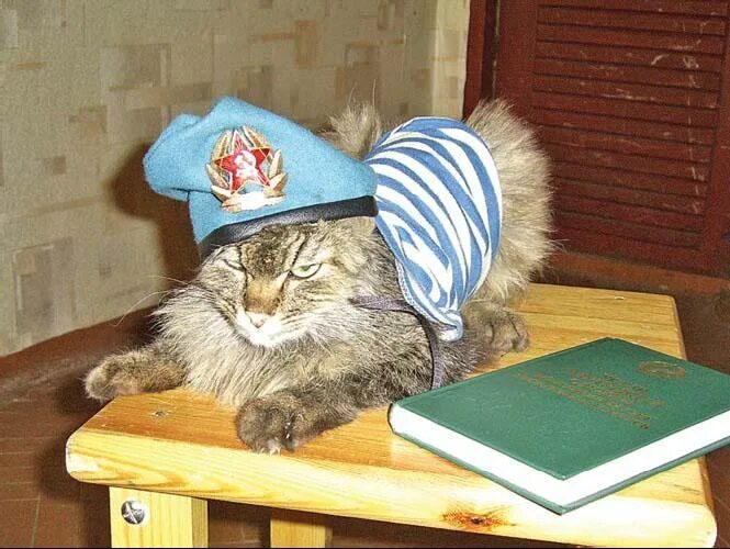 Кот в военной форме. Кот десантник. Кот в тельняшке вдв. Подушка антистресс на 23 февраля. Сувениры вдв.