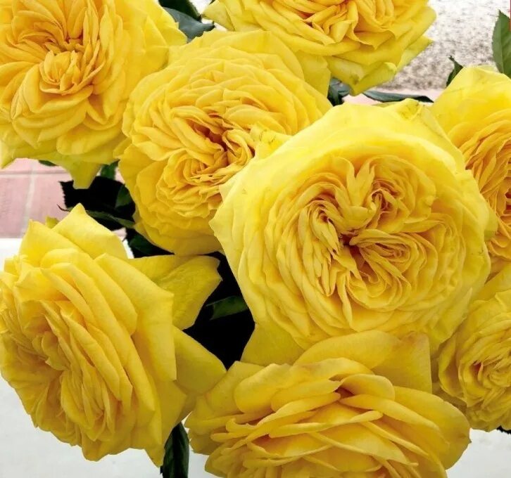 Роза лимон помпон фото и описание Роза чайно-гибридная "Lemon Pompom"