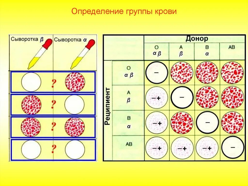 2 группа крови биология. Группа крови. Определение группы крови. Схема определения группы крови. Задачи на выявление группы крови.