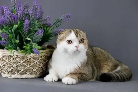 Питомник шотландских кошек