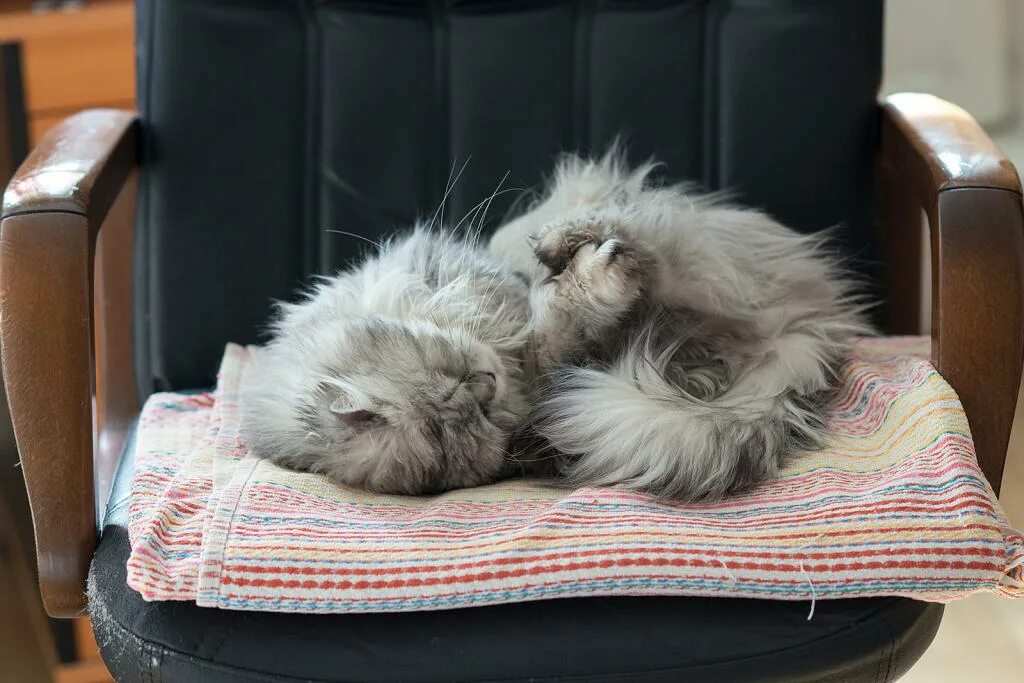 Почему кот сопит во сне. Спящий котёнок под одеялом. кот дергается во сне. кошка дрожит во сне. котенок дрожит во сне.