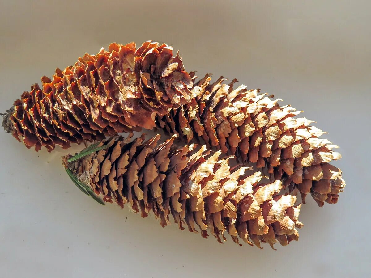 ель европейская шишки. Picea abies velopoli. сосна коха шишки. ель сибирская шишка и семена. сосна ель лиственница шишки.