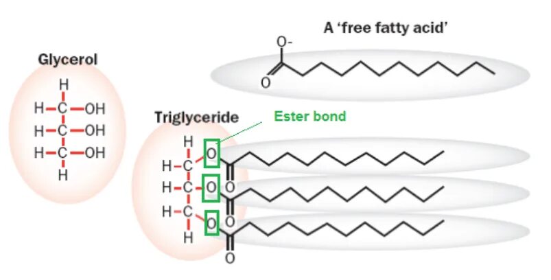 Мст триглицериды. Триглицериды. triglyceride structure. triglyceride bond. каприлик каприк триглицерид.