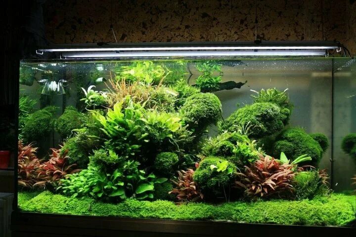 Аквариумная компания рязань. Аквариумная компания рязань. Аквариумные рязань. Аквариум трапеция. Рязань окский проезд 4к1 coworking 62.