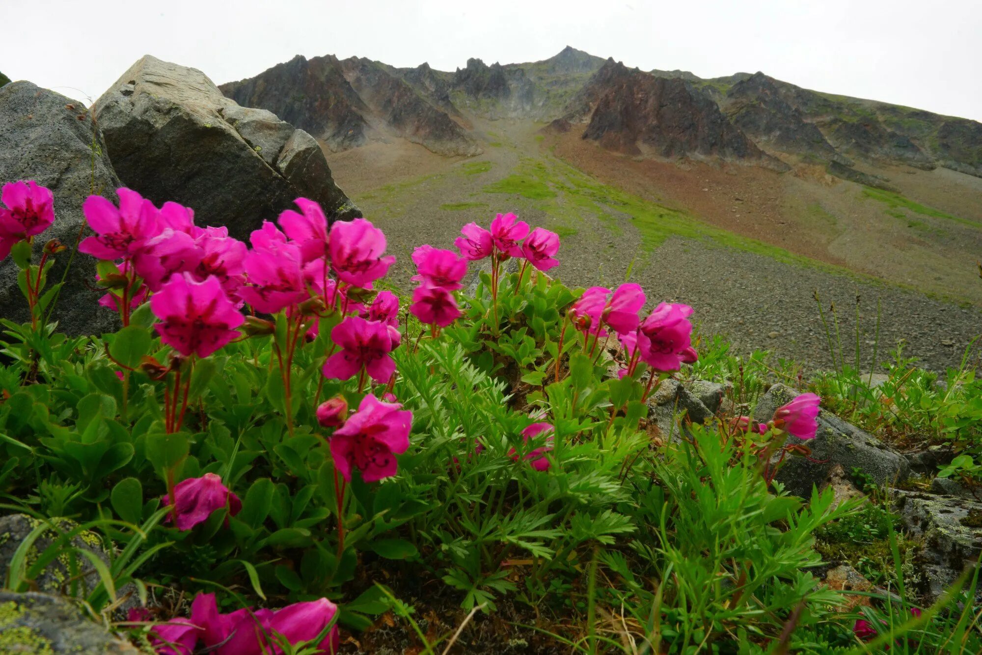 Рододендрон и вулкан камчатка. Рододендрон камчатский. Рододендрон камчатский. Рододендрон камчатский. Рододендрон на камчатке.