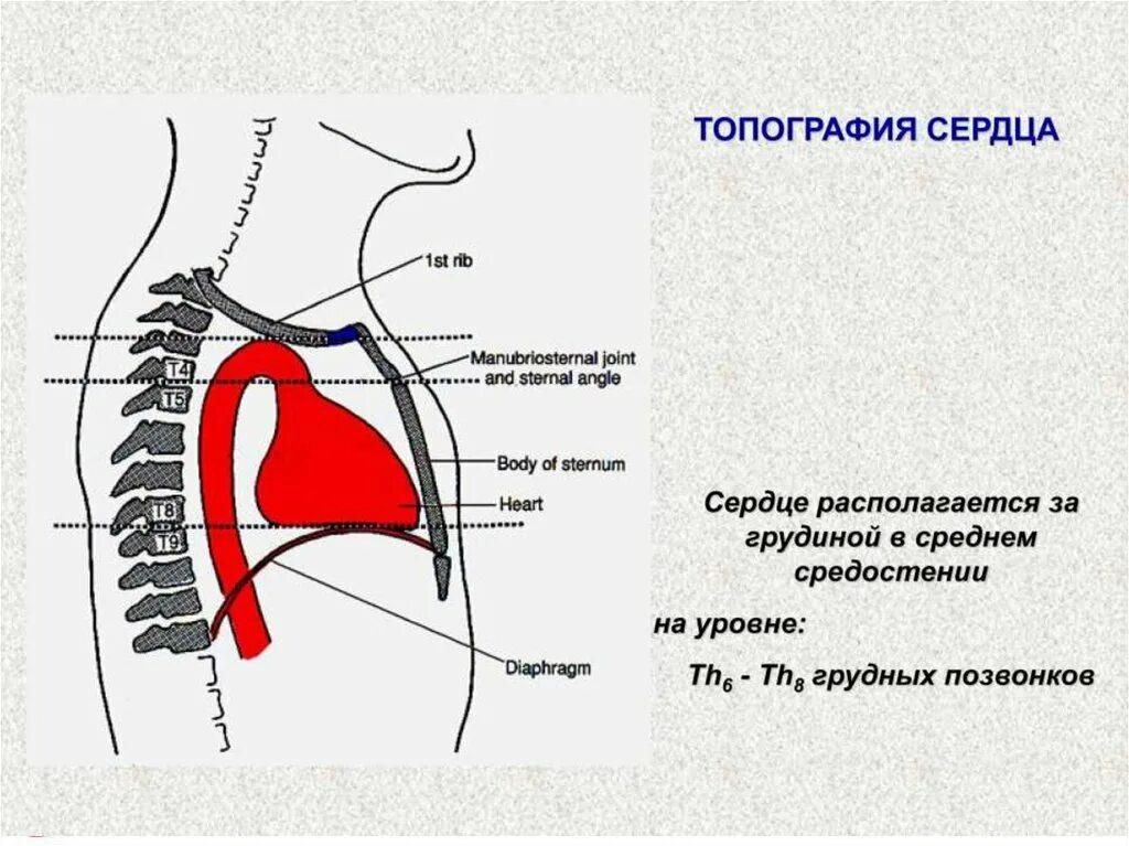 Сердце относительно ребер. Сердце строение топография анатомия. топография и внешнее строение сердца. топографическое расположение сердца кратко. стенки сердца топография.