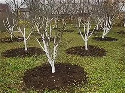 Подкормка плодовых деревьев осенью в подмосковье