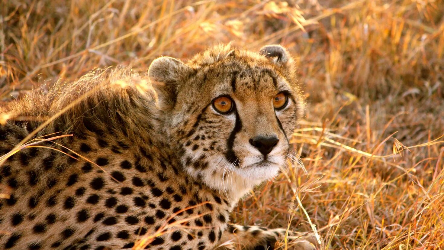 Сьерра-леоне-гепард. Индийский гепард. Cheetah (гепард). Гепард. Африканский гепард.