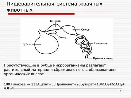 Питание жвачных